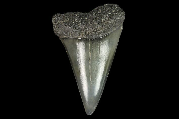 Fossil Mako Shark Tooth - South Carolina #128747